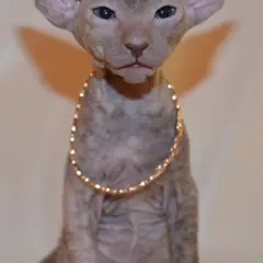Peterbald - Foto 6