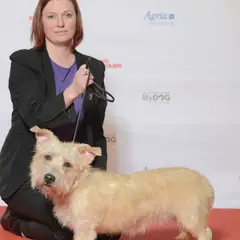 Irish Glen of Imaal Terrier - Photo 5