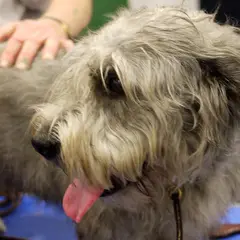 Irish Glen of Imaal Terrier - Photo 6