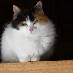 Japanese Bobtail - Photo 3