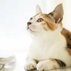 Japanese Bobtail - Photo 5