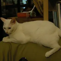 Japanese Bobtail - Photo 7