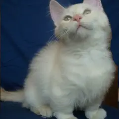Munchkin - Photo 8