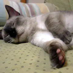 Munchkin - Photo 9