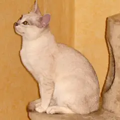 Burmilla - Photo 7