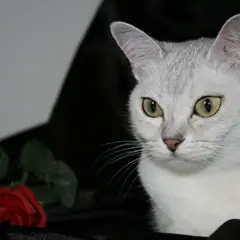 Burmilla - Photo 10