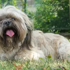 Lhassa Apso - Photo 1
