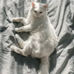 Angora Turco - Foto 1