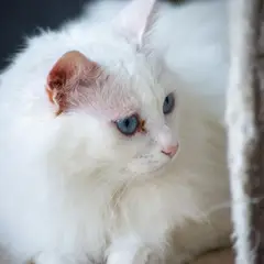 Angora Turco - Foto 2