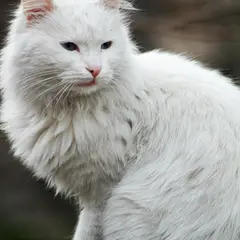 Angora Turco - Foto 4