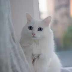 Angora Turco - Foto 5