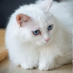 Angora Turco - Foto 6