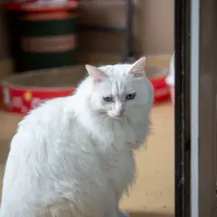 Angora Turco - Foto 7