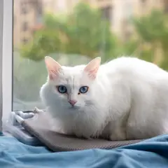 Angora Turco - Foto 8