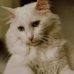 Angora Turco - Foto 9