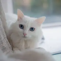 Angora Turco - Foto 10