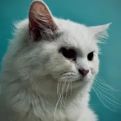 Angora Turco - Foto 11