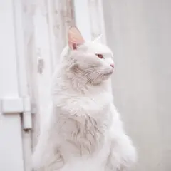 Angora Turco - Foto 12