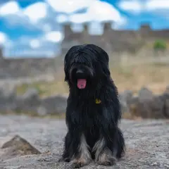 Barbet - Foto 9