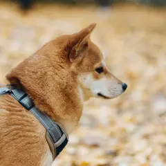 Basenji - Foto 2