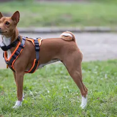 Basenji - Foto 3
