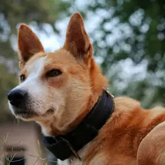 Basenji - Foto 4