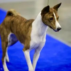 Basenji - Foto 5