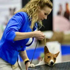 Basenji - Foto 6