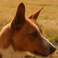 Basenji - Foto 7
