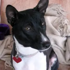 Basenji - Foto 8