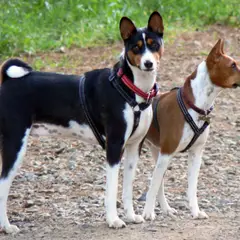 Basenji - Foto 9