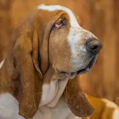 Basset Artésien-Normand - Photo 4