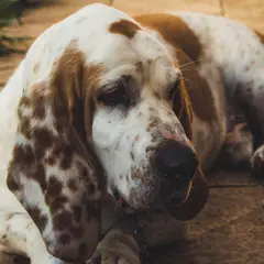 Basset Artésien-Normand - Photo 5