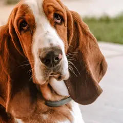 Basset Artésien-Normand - Photo 6