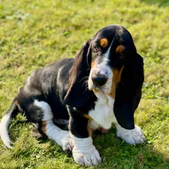 Basset Artésien-Normand - Photo 8