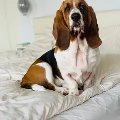 Basset Artésien-Normand - Photo 9