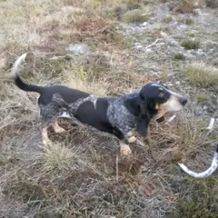Basset Bleu de Gascogne - Photo 4