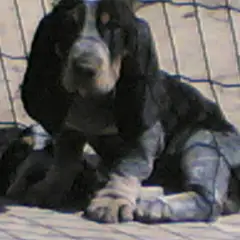 Basset Bleu de Gascogne - Photo 5