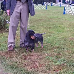 Basset Bleu de Gascogne - Photo 8