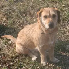 Basset Fauve de Bretagne - Foto 4