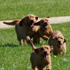 Basset Fauve de Bretagne - Foto 5