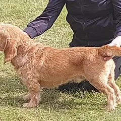 Basset Fauve de Bretagne - Foto 6