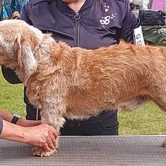 Basset Fauve de Bretagne - Foto 7