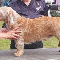 Basset Fauve de Bretagne - Foto 8