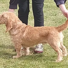 Basset Fauve de Bretagne - Foto 9