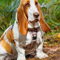 Basset Hound - Photo 2