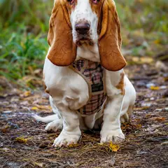 Basset Hound - Photo 4