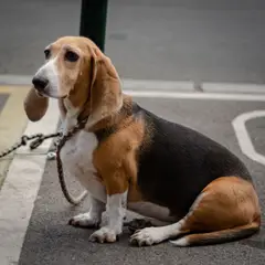 Basset Hound - Photo 8