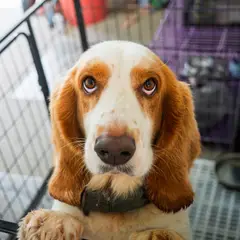 Basset Hound - Photo 9
