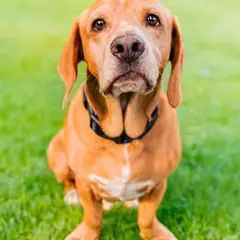 Basset Hound - Photo 11